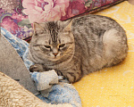 Кошки в Саратове: Кошка британской породы Девочка, 20 руб. - фото 1