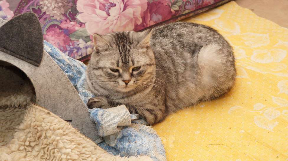 Кошки в Саратове: Кошка британской породы Девочка, 20 руб. - фото 1