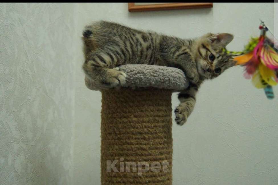 Кошки в Комсомольске-На-Амуре: Курильский бобтейл Мальчик, 50 000 руб. - фото 6