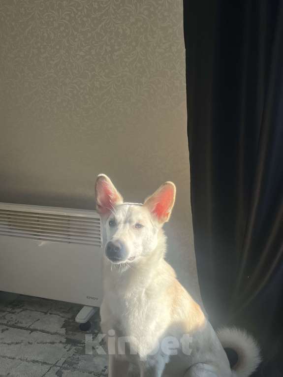 Собаки в Барнауле: Отдам в добрые руки Мальчик, Бесплатно - фото 1