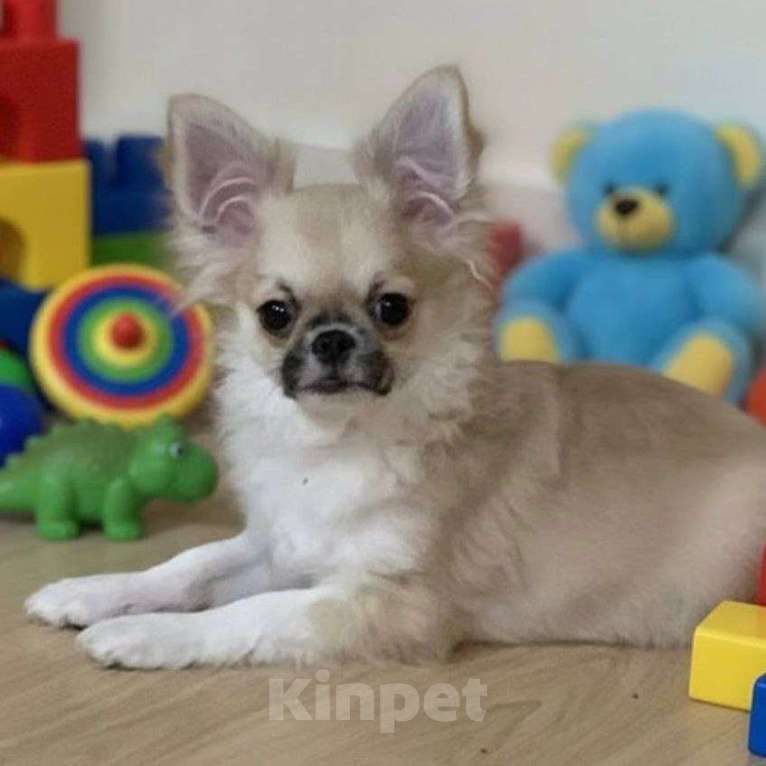 Собаки в Москве: Чихуахуа мальчик Мальчик, 40 000 руб. - фото 2