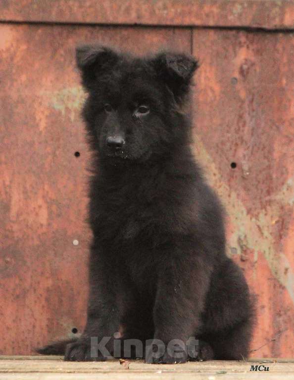 Собаки в Электростали: Чёрный мальчик Мальчик, 60 000 руб. - фото 3