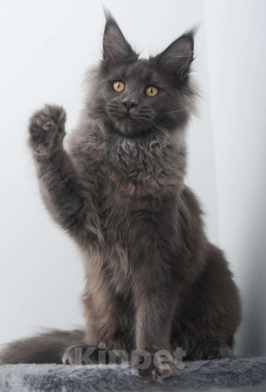 Кошки в Москве: Голубой солид кошечка Девочка, 70 000 руб. - фото 3