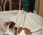 Собаки в Пскове: Джек Рассел терьер, кобель Мальчик, 28 000 руб. - фото 2