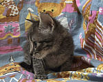 Кошки в Москве: котенок 1,5 месяца ищет дом Мальчик, Бесплатно - фото 2