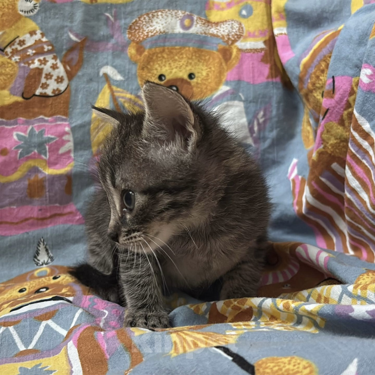 Кошки в Москве: котенок 1,5 месяца ищет дом Мальчик, Бесплатно - фото 2