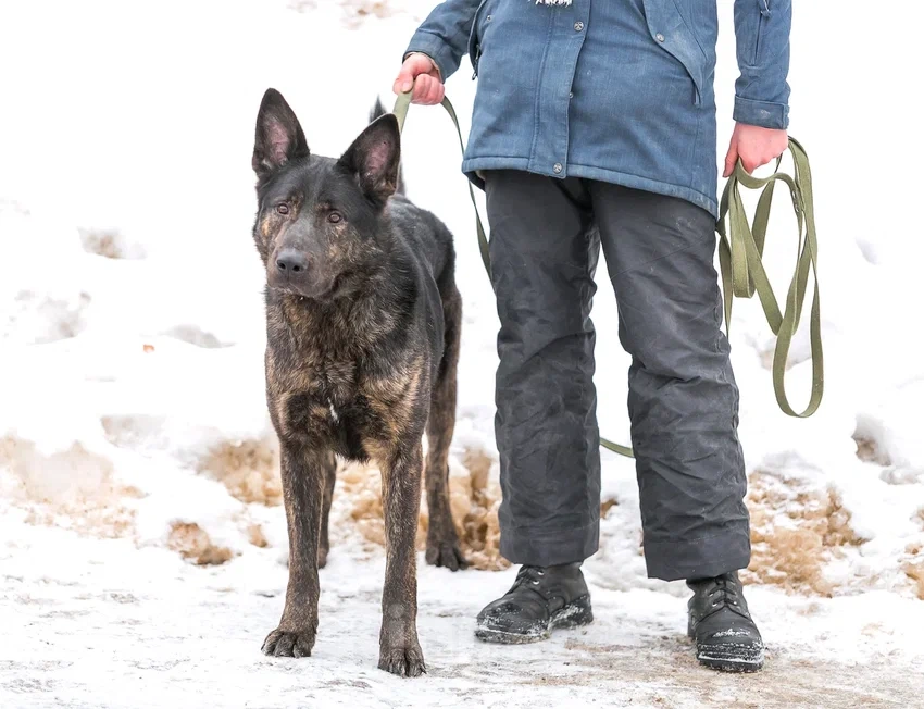 Собаки в Москве: Собака нянька  АДАМ .  Мальчик, 10 руб. - фото 3