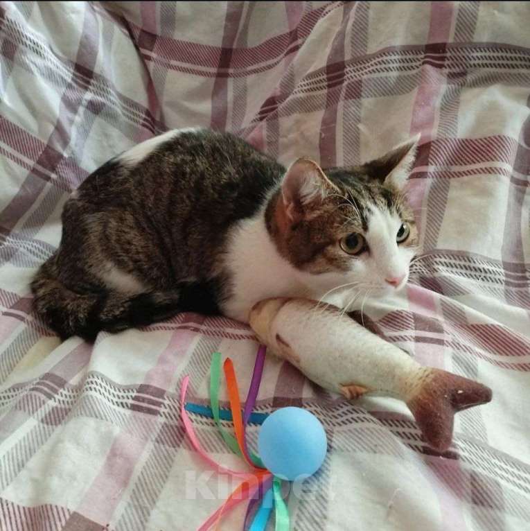 Кошки в Балашихе: Котик Степан ищет дом Мальчик, Бесплатно - фото 2