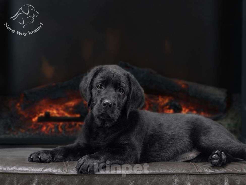 Собаки в других городах Ленинградской области: черная девочка из питомника Девочка, 110 000 руб. - фото 3