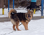Собаки в Москве: Исцеляющий позитивной энергией Лекарь Мальчик, 1 руб. - фото 5