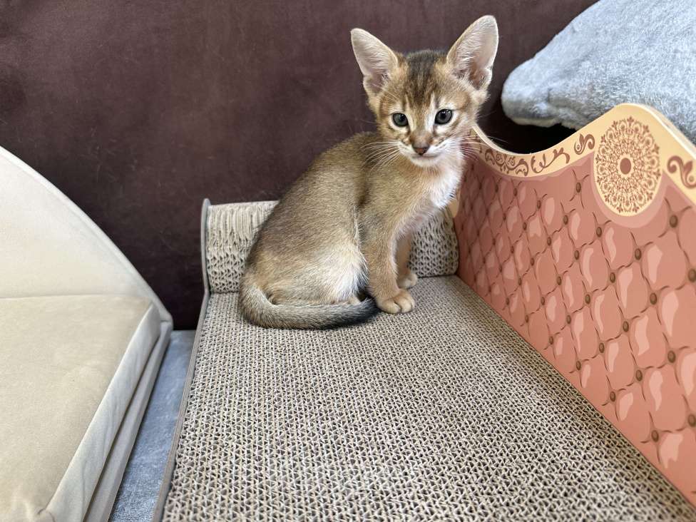 Кошки в Москве: абиссинский котик дикого окраса под резерв  Мальчик, 90 000 руб. - фото 5