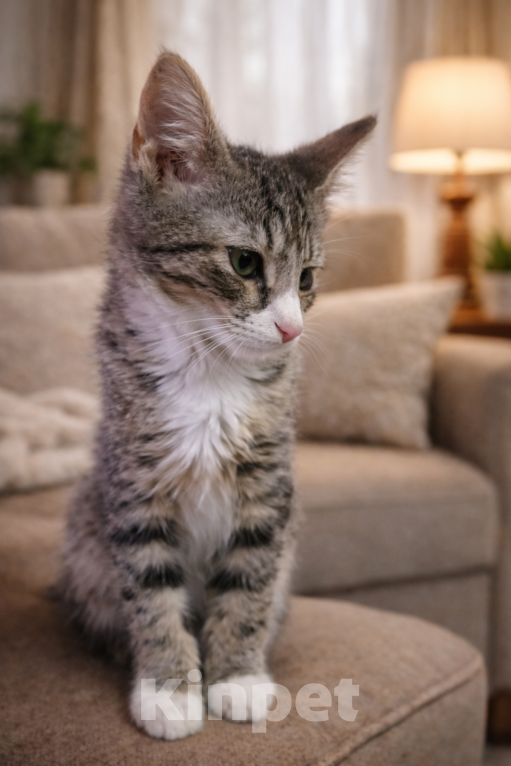 Кошки в Санкт-Петербурге: Кошечка у окошечка Девочка, Бесплатно - фото 2