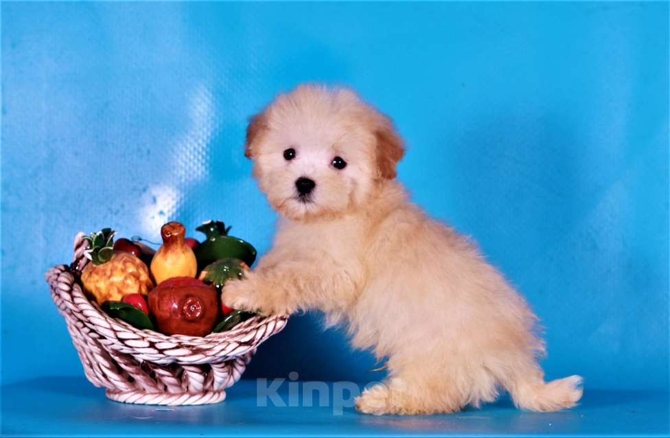 Собаки в Москве: мальтипу Ф1 щенки Мальчик, 80 000 руб. - фото 10