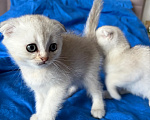 Кошки в Казани: котята шотландские вислоухие Мальчик, Бесплатно - фото 5