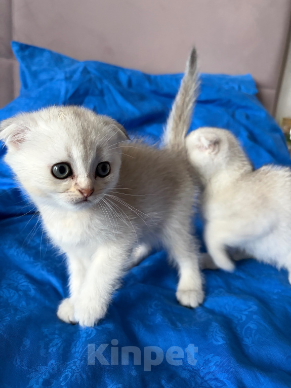 Кошки в Казани: котята шотландские вислоухие Мальчик, Бесплатно - фото 5