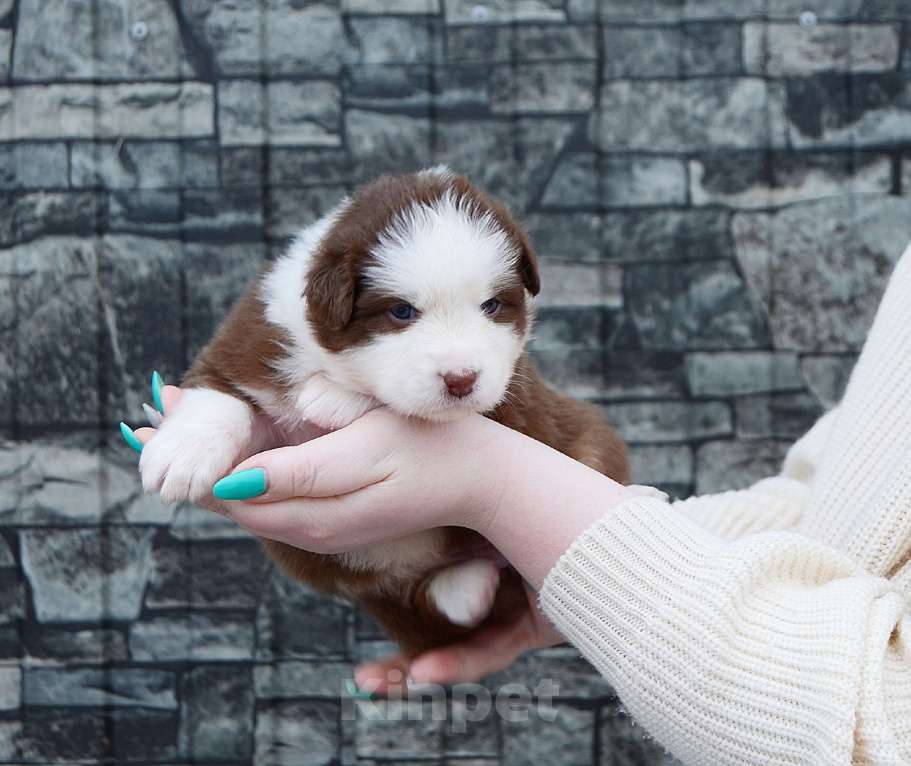 Собаки в Екатеринбурге: Австралийская овчарка (Аусси) Мальчик, 70 000 руб. - фото 1