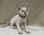 Кошки в Ростове-на-Дону: Котенок Девон рекс мальчик с голубыми глазами Мальчик, 50 000 руб. - фото 5