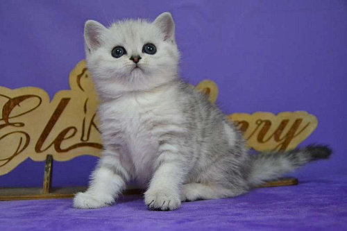 Скоттиш страйт кошечка