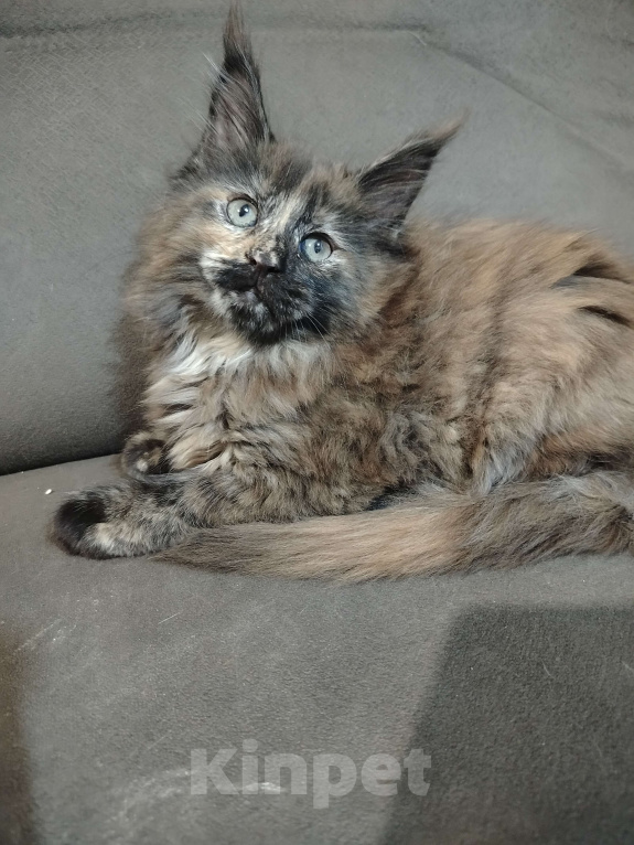 Кошки в Новосибирске: кошка  Девочка, Бесплатно - фото 1