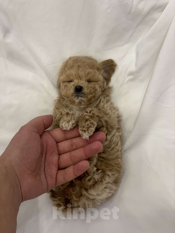 Собаки в других городах Московской области: Мальтипу f 1 Девочка  Девочка, 250 000 руб. - фото 1