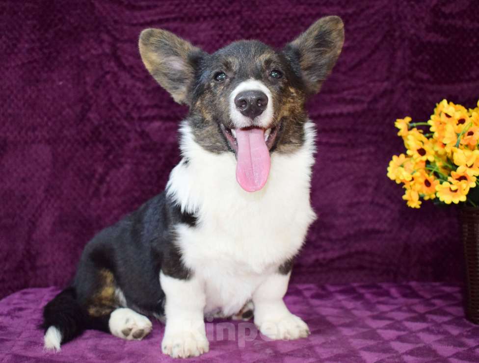 Собаки в Краснодаре: Вельш корги кардиган  Мальчик, 25 000 руб. - фото 1