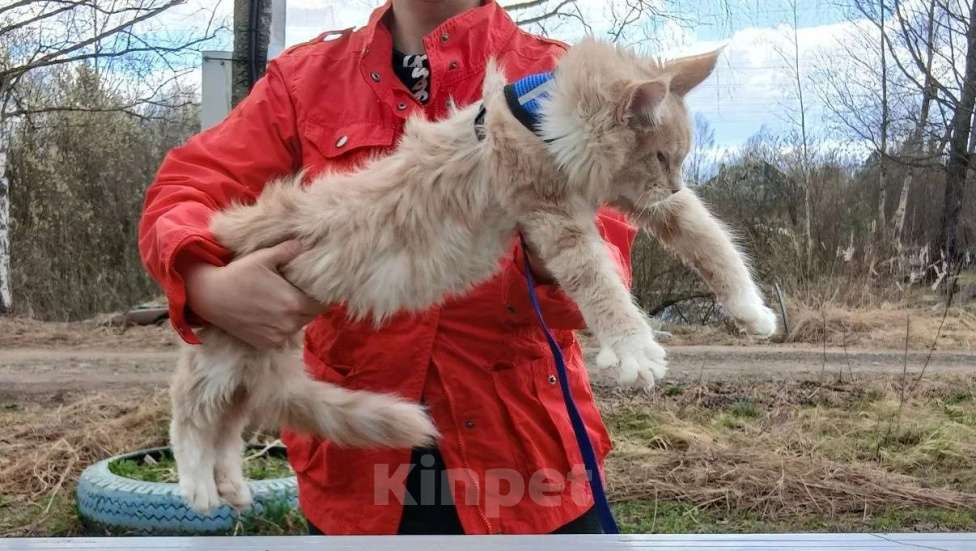 Кошки в Москве: Ребенок мейн кун Мальчик, 120 000 руб. - фото 1