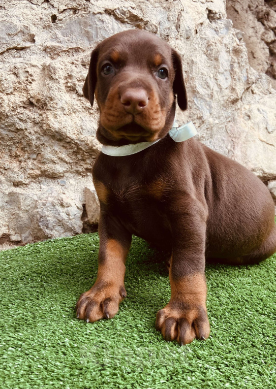 Собаки в Чехове: Крупные щенки добермана РКФ Мальчик, 70 000 руб. - фото 1