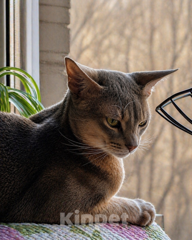 Кошки в Барнауле: Абиссинский кот, вязка Мальчик, Бесплатно - фото 3