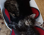 Кошки в Алексине: Котики Мэйн кун Мальчик, 10 000 руб. - фото 3