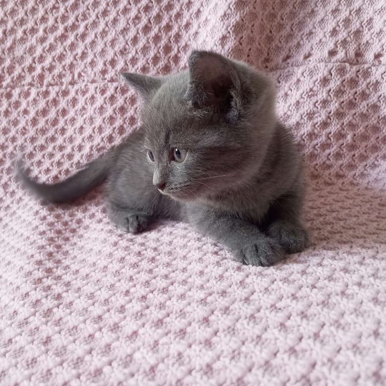Кошки в Майкопе: отдаю котят в добрые руки  Девочка, Бесплатно - фото 1