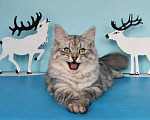 Кошки в Москве: Серебристый котик Мальчик, Бесплатно - фото 1