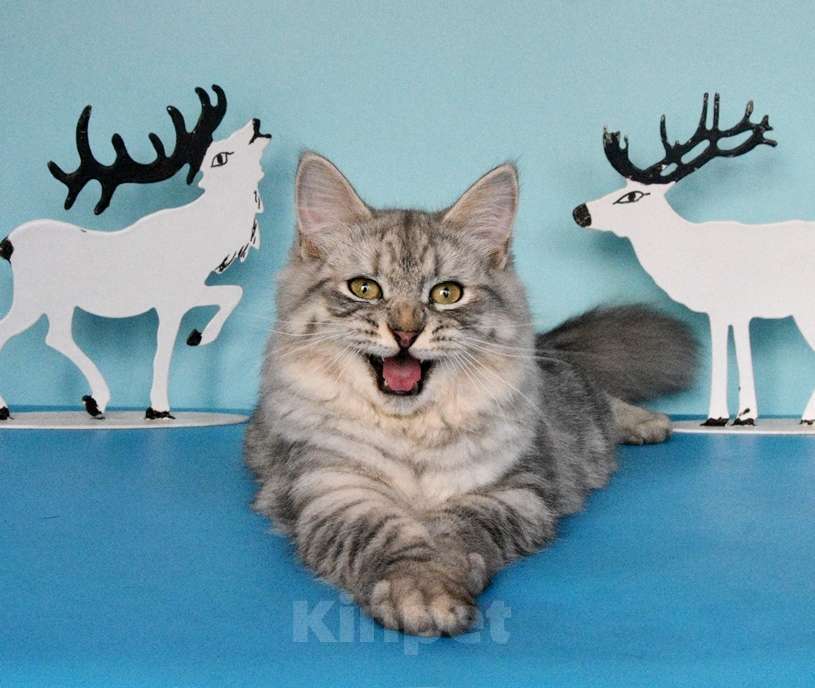 Кошки в Москве: Серебристый котик Мальчик, Бесплатно - фото 1