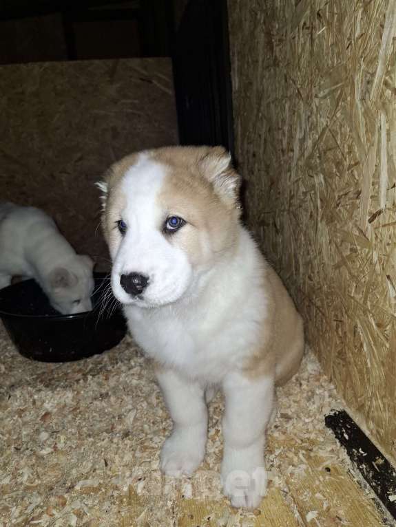 Собаки в Москве: Щенки алабая Мальчик, 30 000 руб. - фото 8