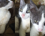 Кошки в Рязани: Серо- белый умный котик Мальчик, 10 руб. - фото 1