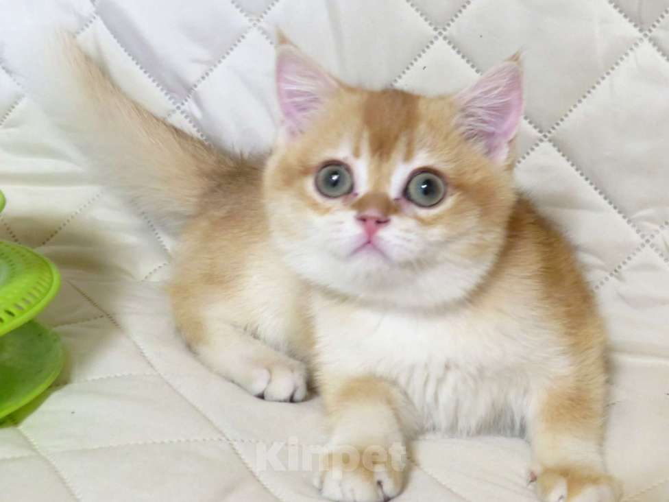 Кошки в Москве: шотландская  золотая шиншилла - мальчик Мальчик, 70 000 руб. - фото 2