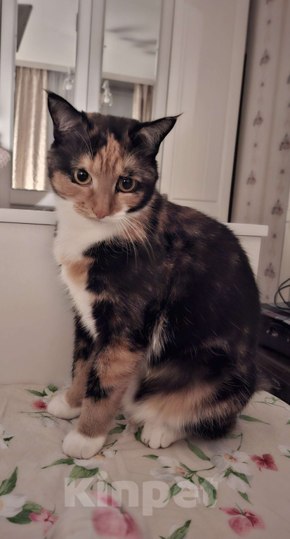 Кошки в Москве: Уютная спокойная кошечка Мармуська в добрые ручки Девочка, Бесплатно - фото 3