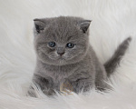 Кошки в Москве: Британский голубой котенок Девочка, 60 000 руб. - фото 3