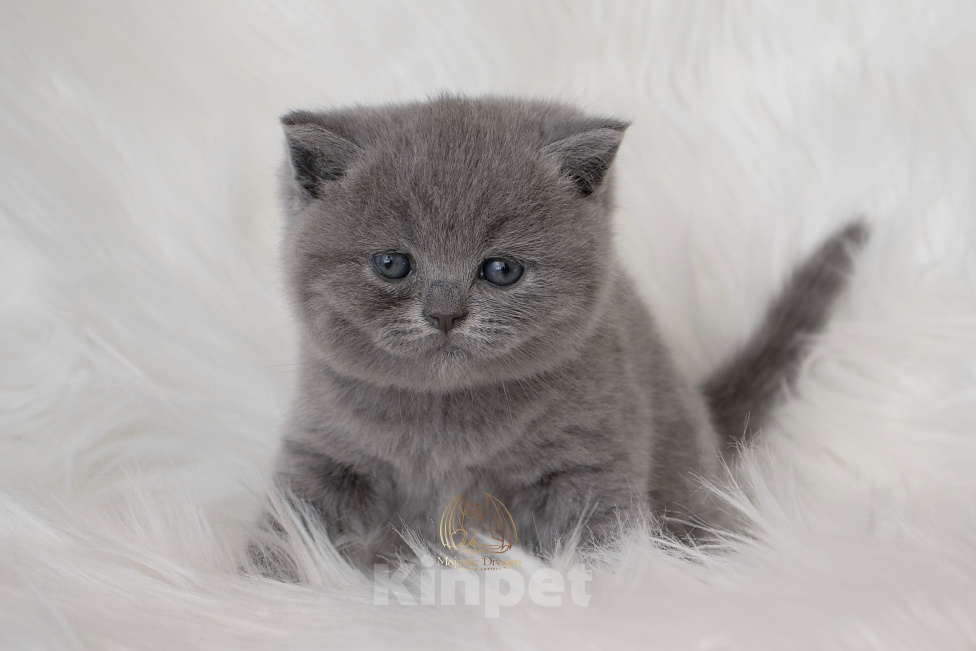Кошки в Москве: Британский голубой котенок Девочка, 60 000 руб. - фото 3
