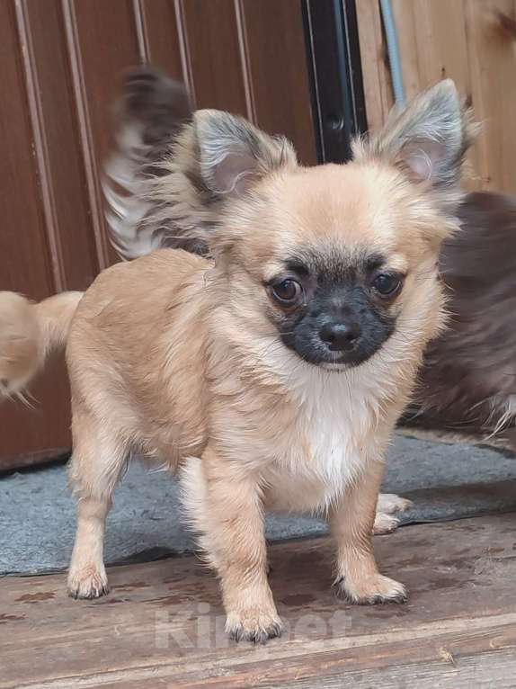 Собаки в других городах Калужской области: Нарядный дл.ш. мальчик чихуахуа Мальчик, 35 000 руб. - фото 2