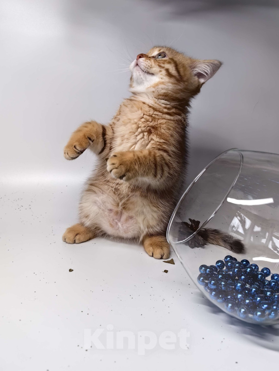 Кошки в Москве: Шотландский котенок шоколадный пятнистый Мальчик, 15 000 руб. - фото 6