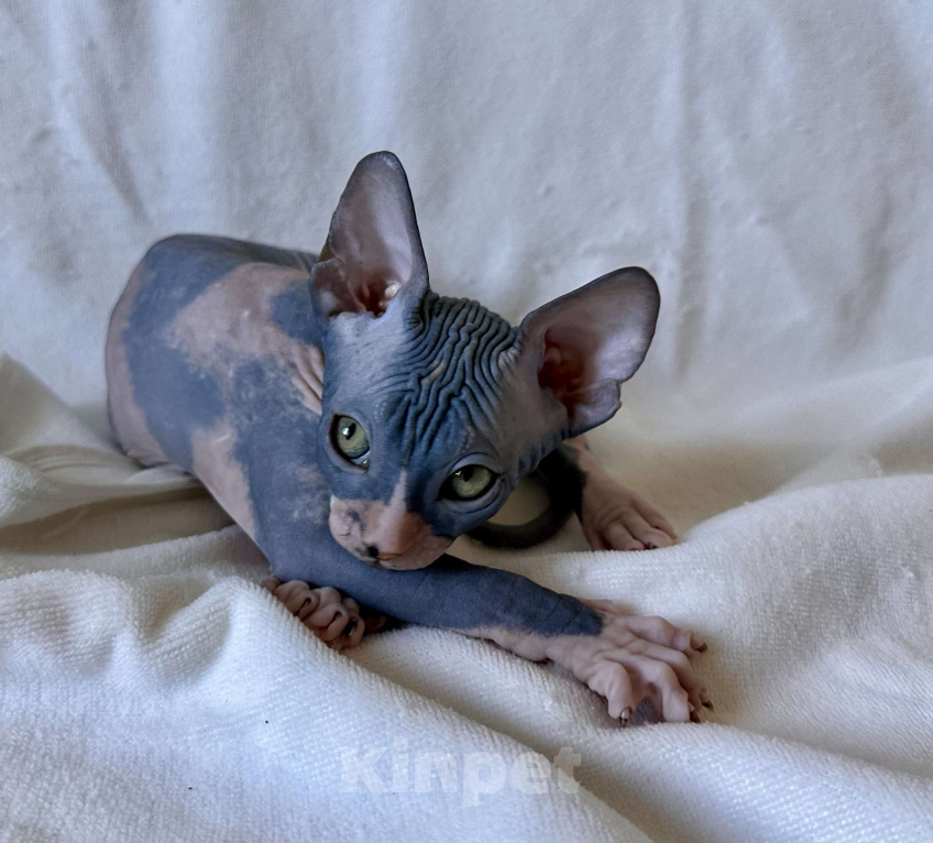 Кошки в Москве: Девочка канадского сфинкса  Девочка, 45 000 руб. - фото 4