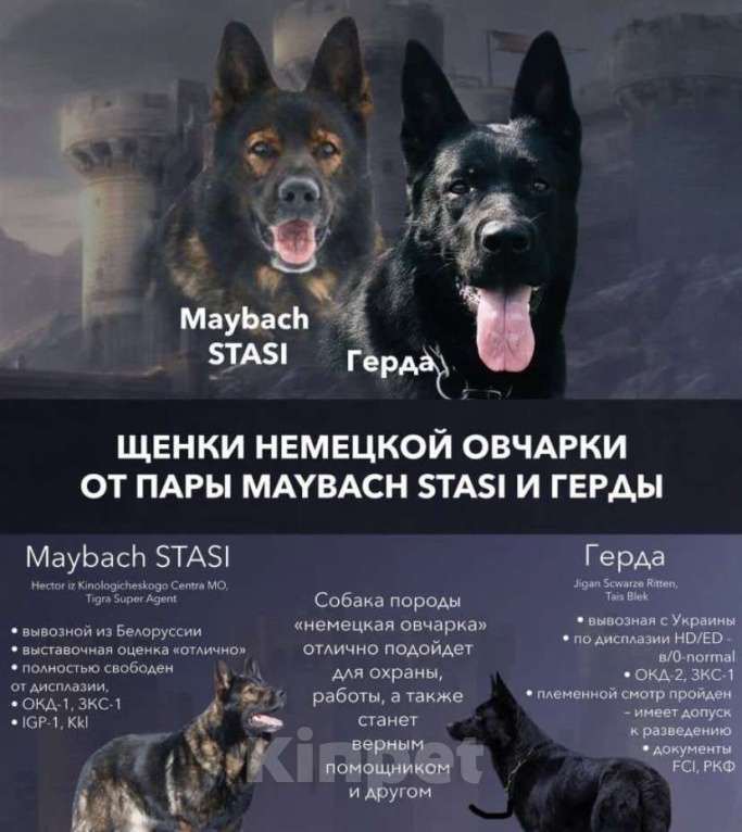 Собаки в Москве: Продажа щенков с документами и прививками Мальчик, 50 000 руб. - фото 1