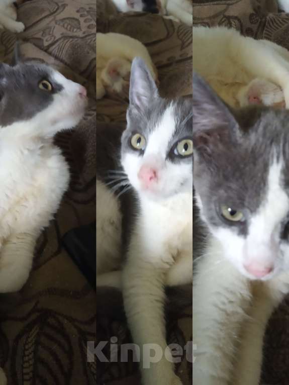 Кошки в Рязани: Серо- белый умный котик Мальчик, 10 руб. - фото 1