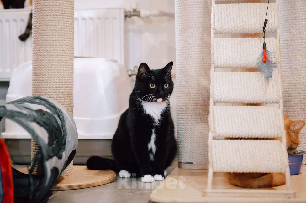 Кошки в других городах Московской области: Урфин ждем именно вас! Мальчик, Бесплатно - фото 6