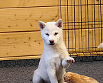 Собаки в Москве: Белые Сиба ину. Ми-ми-мишки. Девочка, 60 000 руб. - фото 5