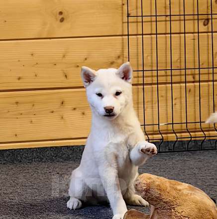 Собаки в Москве: Белые Сиба ину. Ми-ми-мишки. Девочка, 60 000 руб. - фото 5