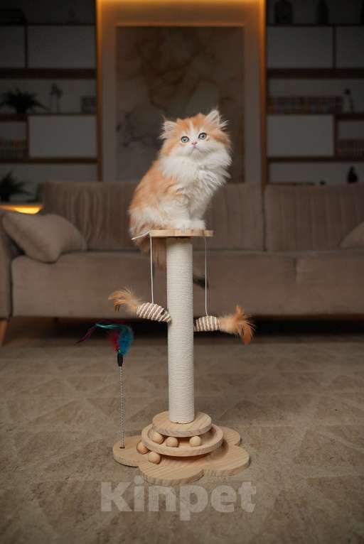 Кошки в Москве: КВИННИ ПУХ - королева породы  Девочка, 300 000 руб. - фото 9