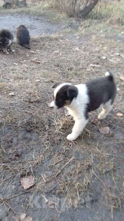 Собаки в Мыске: Щенок лайки Девочка, Бесплатно - фото 1