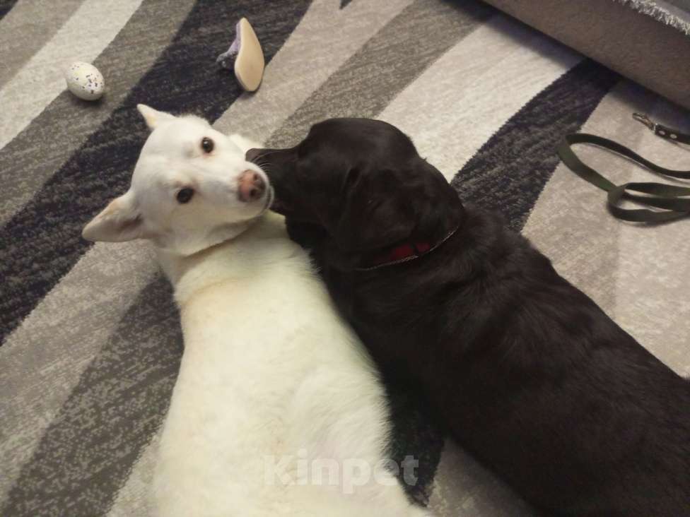 Собаки в Чите:   Собака в самые добрые ручки Мальчик, Бесплатно - фото 4