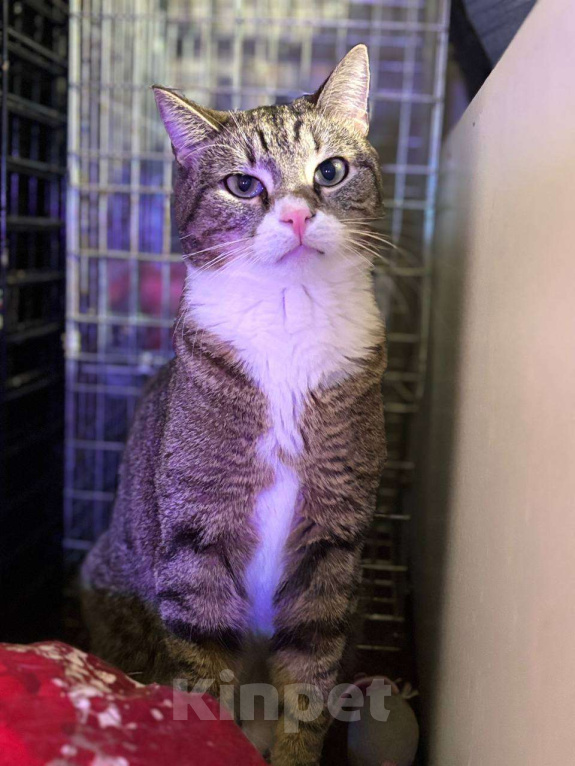 Кошки в Санкт-Петербурге: Лёха ищет дом Мальчик, Бесплатно - фото 4